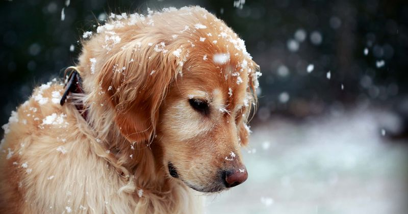 You can now get jail time for leaving your dog out in the cold snow, thanks to a new law