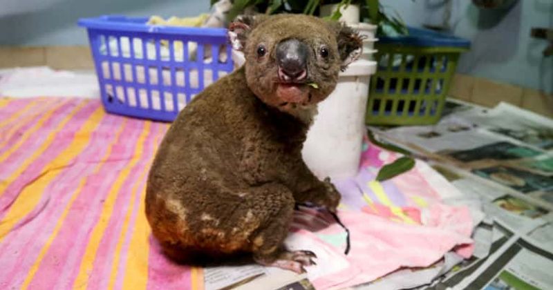 The Australian Wildfires Have Killed Nearly Half A Billion Animals And Plants Humans Are To Blame Half the animal sync placements. the australian wildfires have killed