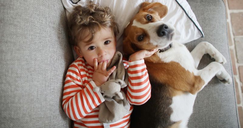 dogs not good with children